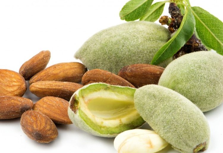 فوائد اللوز الأخضر النىء للصحة